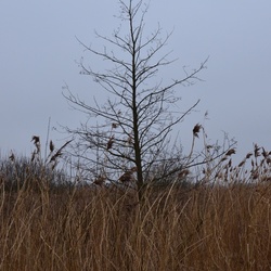 2018-04-14 Copenhagen/Utterslev Mose/DSC_0173.JPG